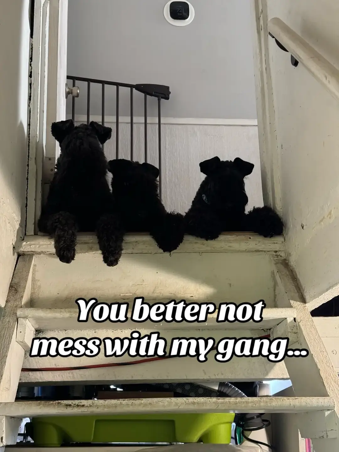 Couldnt resist! #kerryblueterrier #terrier #greenlanternkbt #fynn #margot #ember #puppy