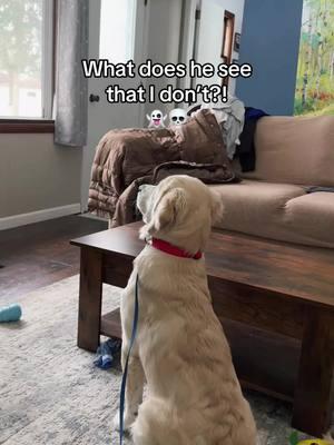 Ummmmm hellooooo?? #ghosts #doginstinct #sixthsense #paranormal #paranormalvideos #retriever #fypシ #foryoupage #fy 