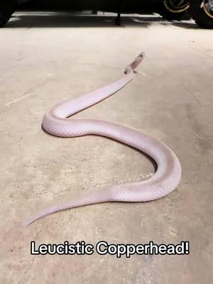 One of my White Copperheads werkin it’s best Rattlesnake impression! 🐍    “Agkistrodon contortrix” #leucisticcopperhead #copperhead #venomous #snake #leucistic #texas #reptile #venomoussnake #coldblooded #houston #nativespecies #wildcaught #southtexas #dangernoodle #noperope #whitesnake #pitviper #viper #fangs #genetics 