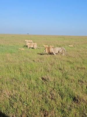 Everything the light touches is our kingdom.” - Mufasa. #viralvideo #viraltiktok #travelluxury #africa #travel #lionking #prideoflions #masaimara #kenya #