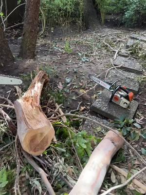 Respuesta a @🦅🦅🐺lobo tree climber🐺🦅🦅  @Carlos  Scissors hands usted si sabe viejon saludos #ramborista #ramboristasplice #stihlms200t #ramboristastyle #chainsaw #soloelusodeexpertos #yosoyarbolero #safetyfirst #alwayssafe #sthil #soloexpertos 