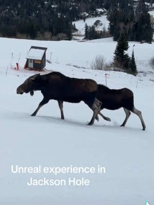 Only in Wyoming 🫎#moose #snowboarding #snowboardtok #snowboardinggirl #snowboarder #snow #snowboard #snowboardtiktok #winter #skiseason #ski #wildlife #wyoming #jacksonhole 