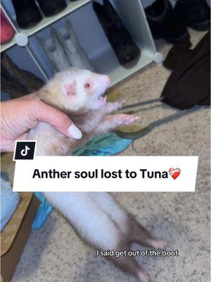 Another soul lost to Tuna❤️‍🩹 - [ ]  #tuna#tunahaul#ferret#ferretsoftiktok#ferrettok#pets#fyp#foryou#foryoupage#animaltok#dogtok#cattok#babytok#toddler#momtok#momlife#dogsoftiktok#funnyanimals#funnypets#animalvoiceovers#voiceover#southerngirl#PetsOfTikTok#zoo#Home#house#clothes#wildlife#wildliferehab#georgia#southgeorgia #baby#toddler#momhack 