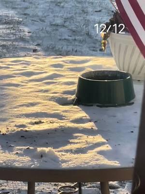 #heated #water #dish #squirrelsoftiktok #2024 #thirsty #wildlife #birds #below #zero #greenbay #wi 