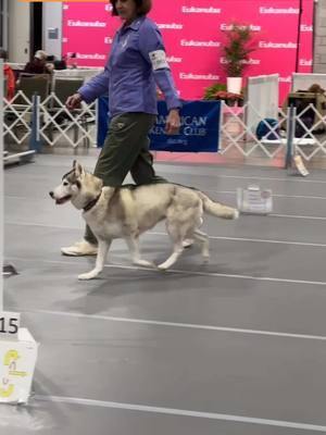 the little AaaRrrooOooos at the end. 🥹 Elle the Siberian Husky competing in the first ever RACH Invitational! #thisisakc #sibrianhusky #siberianhuskiesoftiktok #rally #akcrally #rachinvitational #dogs #dogsports #dogsoftiktok 