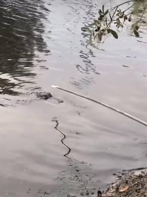 When the gator gets your ball. #golf #golftiktok #PGATOUR  #onthisday #alligator #chubs 