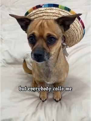 My Name is Petey Pablo Alejandro #dog #chihuahua #perro #mexicandog