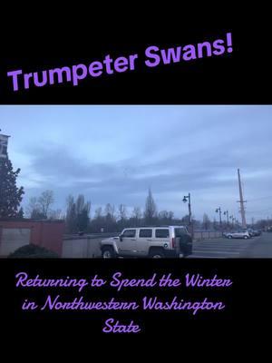 #mormon #exmo #lds #postmormon #postmormontiktok #churchofjesuschristoflatterdaysaints #fyp #thechurchofjesuschristoflatterdaysaints #swans #trumpeterswan 