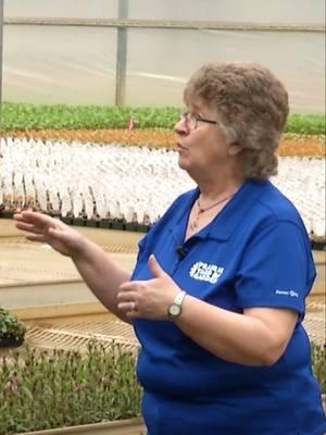 Prairie Yard & Garden host Mary Holm explores the duration plants remain on small shelves before they are transported to larger ones at Dan And Jerry's Garden Center. . https://www.pbs.org/video/spring-plant-production-lagnap/ . Support Pioneer PBS at tinyurl.com/supportpioneerpbs . #flowers #planting #massproduction #veggies #growingseason #plants #seasonalplants #pyag #pbs #uppermidwest #greenhouse #prairieyardandgarden #garden #irrigation #wateringplants