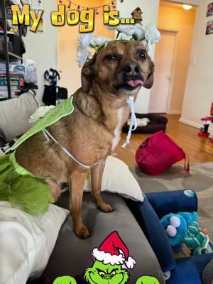 #CapCut #fyp #tootiedog #dogsoftiktok #grinch #youreameanone #funnydog #christmas #viral 