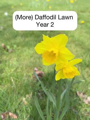 (MORE DAFFODIL) LAWN  #daffodil #daffodillawn #pnwgardening #bulbs #flowerbulbs #happywife #mowing #lawns #flowerbulbs #fallplanting #earlyblooms #earlybloomsforthebees #yearroundgardening 