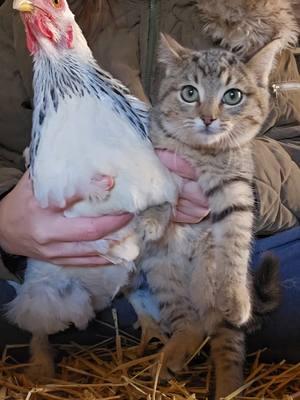 I'm not sure who is a bigger risk to who these days. #soup #soupthecat #chickens #dance #dancing #funnyanimals #chickentok #cattok #catsoftiktok #kitten #kittentok #barnkitten #desensitizing #friendsnotfood #barn #barndance #blackeyedpeas #millenial #genx #2000s #throwback 