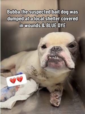 Suspected Bait Dog Covered In BLUE DYE Surrendered To Local Shelter With Life-Threatening Injuries... When Bubba the #Bulldog came through their doors, shelter staff could hardly believe their eyes. This poor boy's fur was stained with dark blue dye, offset by the pink of the debilitating open wound on his leg. Bubba's wound appeared to be infected and at least a few days old. The person who brought him in claimed that this little dog had just wandered into his yard. However, we suspect that the person who surrendered Bubba was likely his owner. At best, this person might have tried to treat the wound himself without bringing Bubba to the vet, or maybe he was too ashamed to admit that the injuries happened on his watch. At worst, Bubba was used as a bait dog. Bait dogs are used by dogfighters as living training dummies for fighting dogs. Oftentimes marked with paint or dye, bait dogs are usually unable to fight back, posing no risk of injury to the fighting dogs. It is truly barbaric. Given the dye on his fur and the multitude of wounds that cover his body, it isn't an outlandish assumption. Bubba was already at risk of developing sepsis, a deadly blood infection, by the time he entered the shelter. However, the shelter had no funds for Bubba's emergency care, so we immediately took him in and got him to our vet. His wounds were quickly cleaned and bandaged, and he is receiving around-the-clock care, but unfortunately, the situation gets a bit more complicated. As if these urgent medical needs weren't enough, poor Bubba is also battling several health issues related to bad breeding and prolonged neglect. He has arthritis, a misaligned jaw, and an infected canine tooth. His ears are cauliflowered from untreated infection. Please consider contributing to Bubba's medical fund or donating any items from his wish list of supplies. If you cannot give today, please share his story. We will be sure to provide updates when we can. Thank you for your generous support. LINK IN BIO - Donate 📍Haslet, TX - Brizzee Animal Rescue Inc. #rescuedog #bulldogsoftiktok #foryoupage #dogsoftiktok #bulldoglovers #dogoftheday #stopanimalabuse #stopanimalcruelty #rescuestory #texas 