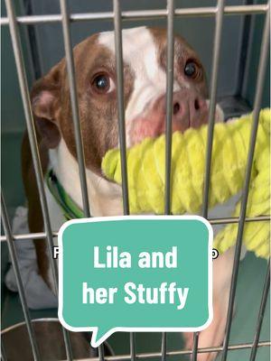 Lila can be adopted at Manhattan ACC! Her bio can be found at nycacc.app by searching for her name or ID: 208594 Lila is a sweet 6 year old girl who was found in a resident after squatters vacated the premises. She was initially timid but friendly and accepting of love. After spending Thanksgiving by at the shelter, her confidence has blossomed and we see a beautiful little lady who is so deserving of loving home.  Please share Lila to help her find a home for Christmas!  #nycacc #boroughbred #shelterdogs #adoptabledogs #queensacc  