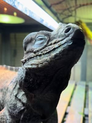 Get ready with Jezi! @grandma_droniak #whatsgoingon #reptiles #petlovers #PetsOfTikTok #dragon #rhinoiguana #jezi #iguana #petlov 