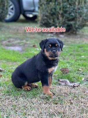 We have two 6 weeks old male German Rotties that are available for rehoming on Dec 16. You can inbox me for more info #rehoming #rehomedadog #mckoyrotties #rottweilerpuppy #loveyou #Love #compaion #alanta #southcarolina #northcarolina #tennessee #colorado #rottweiler #rottweilerlife #rottweilerfamily #rottweilersontiktok 