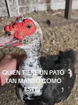 #leotampapetshop #parati #paratii #paratiiiiiiiiiiiiiiiiiiiiiiiiiiiiiii #mascota #mascotas #cubanos #cubanosporelmundo #patos #patosmovie #pato #patospelicula 