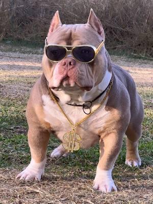 The coolest dog on the block #willowcreekkennel #americanbully #deadpool #pocketbully #houston #viralpets #americanbullies #bully #bullies #fypシ #quality #bunitcamp #extreme #lilactri #stud 