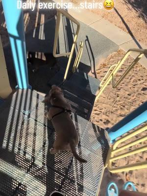 He loves stairs #pets #puppy #bullypit #americanbullies #dogs #dog #dogbestfriend #dogbestie #pitbull #pitbullsoftiktok #dogbestfriends #fyp #dogwalking #puppies #microbully #standardbully #classicbully #puppytalk #dogsofttiktok #doglover #bullygang #pocketbully #pocketbullies #pocketbullypuppy #dogexercise #dogpark 