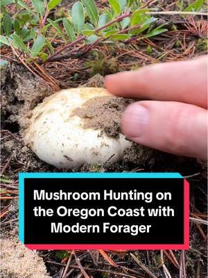 Out hunting on the Oregon coast with Trent & Kristen Blizzard @modernforager and Ginger @quitecontrarymary99. Had a ton of fun foraging and learning about the mushrooms of the Oregon coast with them. . . . . #mushroomforaging #wildmushrooms #mushroomhunter #porcini #modernforager #mycology