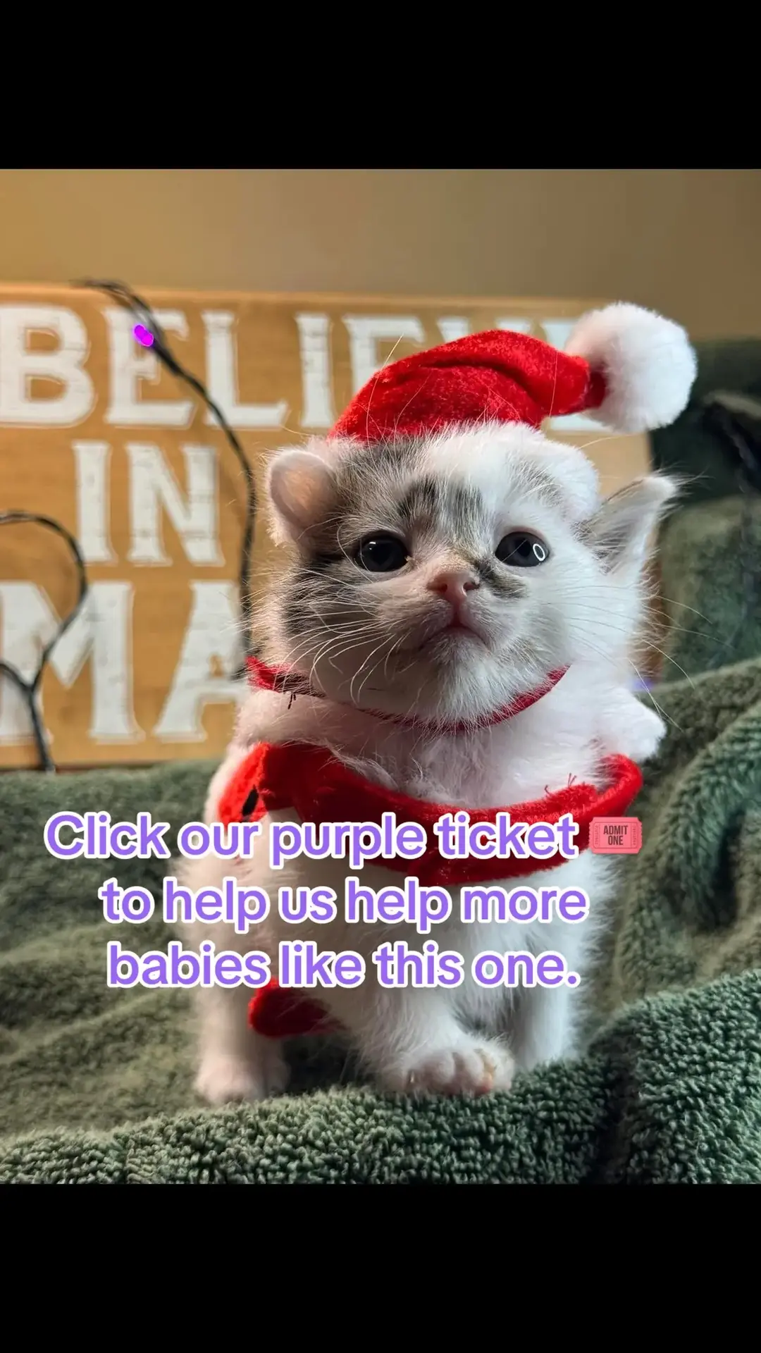 Click our link or subscribe to help us all year. #safeanimalshelter #shelterdogs #sheltervolunteer #fostercatsoftiktok #fosterkittens #tnvrsaveslives #purpleticket 