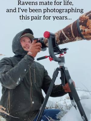 2025 calendars available at isaacspicz.com #raven #wildlifephotography #wildlife #fyp #explorepage #yellowstone 