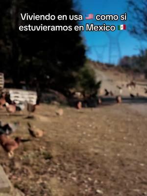 Asi vivimos en USA  #chiapas #oaxaca #mexico #usa_tiktok #viralvideo #comparte #comenta #pollos 