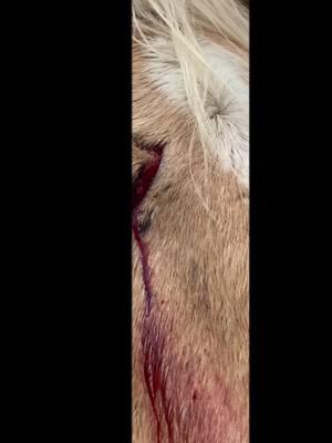 If you don’t like blood, don’t watch the video !! You never know what you’re going to wake up to when you have animals. Poor Misery  whacked her head during the night. Got a good gash.  thank God the vet was able to come right out stitch her up. She’s going to be alright #❤️#❤️o#foryouy#fypa#lazybrookefarmo#foryoupageo#horseo#horsesoftiktoka#farmlifec#accidente#vett#stitchesi#Misery