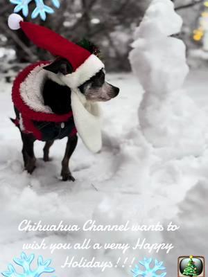 #chihuahuachannel #chihuahuatiktok #chi #famousdogsoftiktok #babydoggy #PetsOfTikTok #dogtok #spoiledbaby #dogmama #baby #chihuahua #cute #teacupdogs #christmas #chihuahualife #chihuahuafanclub #chihuahuasoftiktok #spoiledchihuahua #happyholidays #merrychristmas 