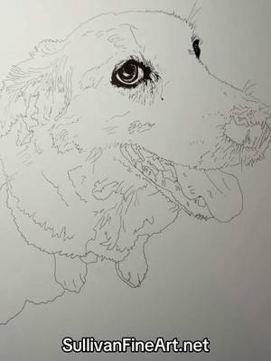 #wip #commission #pet #dogs #eyes #sulbone #sullivanfineart #ink #art #artist