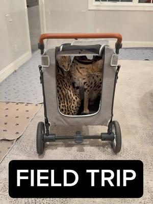 FIELD TRIP TIME! #tiktok #tiktokviral #funny #serval #servals #cat #cats #catsoftiktok #animal #animals #animalsoftiktok #pet #pets #PetsOfTikTok #letlovers #animallovers #exotic #exoticcats #Love #capcut #trending #trend #explore #explorepage #fyp #fypシ 