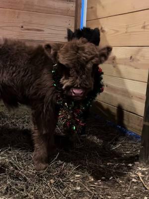 Look at these cuties!! #tennessee #shaggycowfarms #scottishhighlands #minicows #minihighland #fluffycow #available #cows #minibull #fypシ 