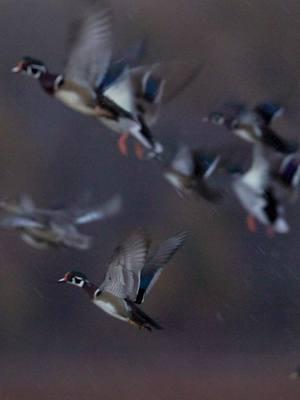 Mallards or Woodies? Which one are you sh00ting?  #fypシ #fyp #ducks #waterfowl #duckseason #arkansas #wildlifephotography #outdoorphotography #Outdoors #wallmedia #mallards #woodducks 