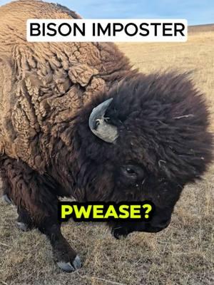 Imposter Bison #bison #buffalo #viral #viralanimals #animals  #fyp #fypシ #pets #trending #daily 