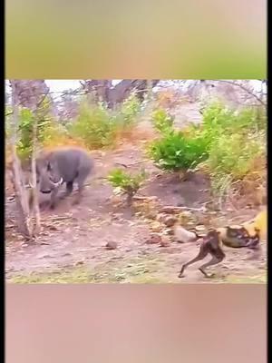 Warthog taunts the wild dogs #animals #animalkingdom #foryou #wildlifestories 