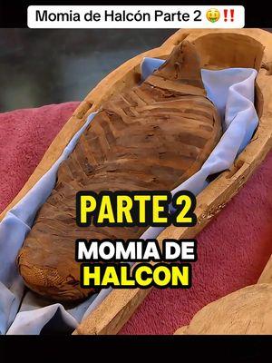 Momia de halcon Parte 2 #elpreciodelahistoria #momia #antiguedades #coleccion #coleccionista #historychannel 