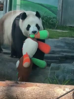 My favorite toy#foryoupage#giantpanda #tiktokanimal#DreamJobPanda#fyp#foryou#viral#funny#comedy#panda