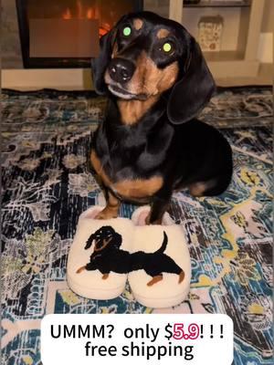 theyre soooo comfortable too 🫶🏼 #houseshoes #dachshund #dachsundsoftiktok #dachsundlife #TikTokShop 