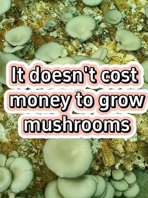 #garden #gardening #plants #plan #planting #farming #mushrooms #gardeningtips #gardening101 #corncob 