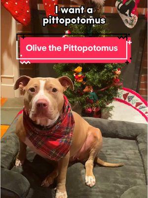 Introducing Olive the Pittopotomus! She is the absolute dream pittopotomus: lazy, cuddly, chonky. She likes long naps on the couch followed by long naps on the bed.  Meet this pittopotomus THIS Saturday, December 14th at our adoption event at Ashlar Park in Quincy (address: 100 Whitwell Street, Quincy, MA)!  Fully approved adopters can enter the event at 11am and adopters with applications in progress can enter the event at 12pm! You MUST submit an adoption application before entering the event (it’s easy and free to submit!).  🐾 Please Note: You do NOT need to own your own home, live in a single family home, or have a yard or fence to adopt or foster with us! Dogs are adoptable in #Massachusetts #NewHampshire #Connecticut #RhodeIsland & #Vermont ❤️. All dogs are posted until they are officially adopted. If your state is not listed, please check out your local shelters and rescues! #fosterdog #rescuedog #adoptable #adopt #rescue #foster #adoptionevent #quincy #event #pittopotomus #pittie 