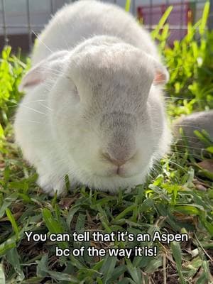 You can tell Aspen’s Aspen by the way that she is! #adopt #adoptdontshop #adoptashelterpet #adoptapet #shelterrabbit #rabbitsoftiktok #shelterpetsoftiktok