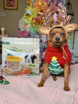 After all of our hard work putting up the holiday decorations (Piper snoozed soundly 😉), we decided to treat ourselves to a delish meal. Piper was so happy to get her favorite @Freshpet. It was the perfect end to a great evening. #FreshpetPartner #ad #minpin #minpinmom #christmastree #rainbowtree #dogmom #baltimoreblogger #minpinchristmas 