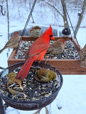 My favorite type of winter wonderland #birbs #birds #birdwatching #birdfeeder #backyardbirds #birdnerd #nature #relaxing #foryourcat #asmr #fyp 