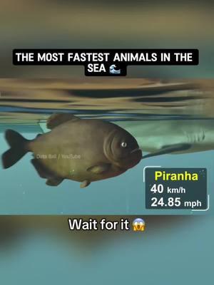 The most fastest Animals in the sea 🌊 #sea #seamantiktok #usa🇺🇸 #tigershark #whitewhale #fishesoftiktok 