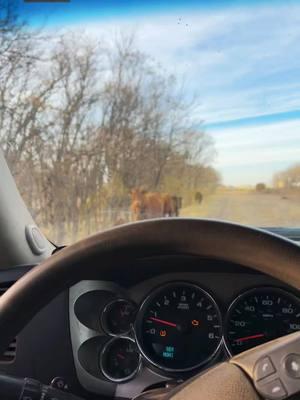 Love my #redheadgirls #bestlife #countryshit #cows #cattle #hardlukranch #farmtok #oklahoma #oklahomacheck #grantcounty #coldwatercreek  #fyp #foryou #blowmeup #famous