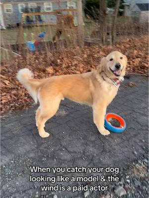 Just a model in the wild #windblown #paidactor #handsomeboy #dogtok #cutedog #modeldog #pictureperfect #wind #dogsofttiktok #golden #goldenretrieverlove #goldenretriever 