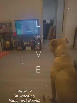 Shes actually watching it too 😆🥹🥰 #HazeTheRescuePup #PittyFull #FYP #ForYouPage #BOO #ShesBack #MeAgain #YoureWelcome #ThankMeLater #Virgo #DavieBaby #OrlandoRaisedMe #FloridaMade #407 #954 #MomCrushEveryday #AnastasiasMom #5HeadShawty 