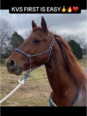 #studcolt #studprospect #barrelprospect #barrelstallion #stallion #runningbred #firstvalentime #tinyguy #coltstarting #startingcolt  #horsetraining #traininghorses 