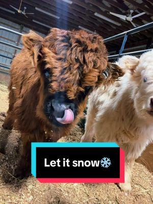 Let it snow❄️🐮 #letitsnow #pearlpepperandpeanut #minicows #minicowsoftiktok 