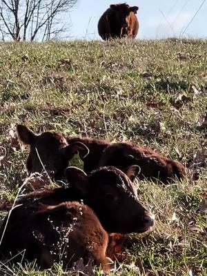 Better not be over there touching my children 😳 #justranchin #cowtok #twins #calvingseason #redangus #southernmo #drover 